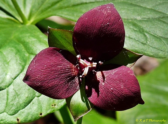 {Trillium sulcatum}